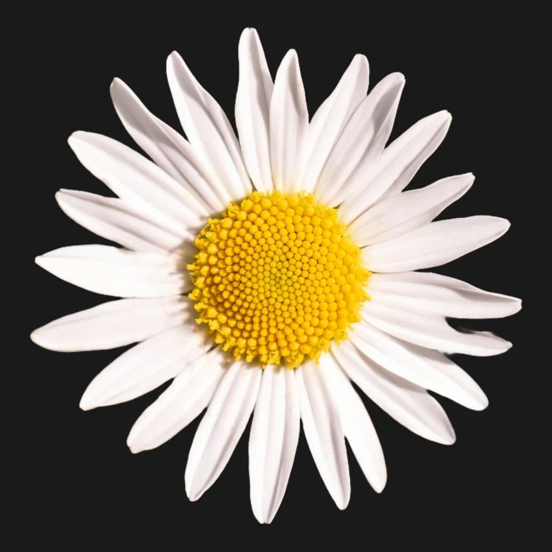 Gänseblümchen