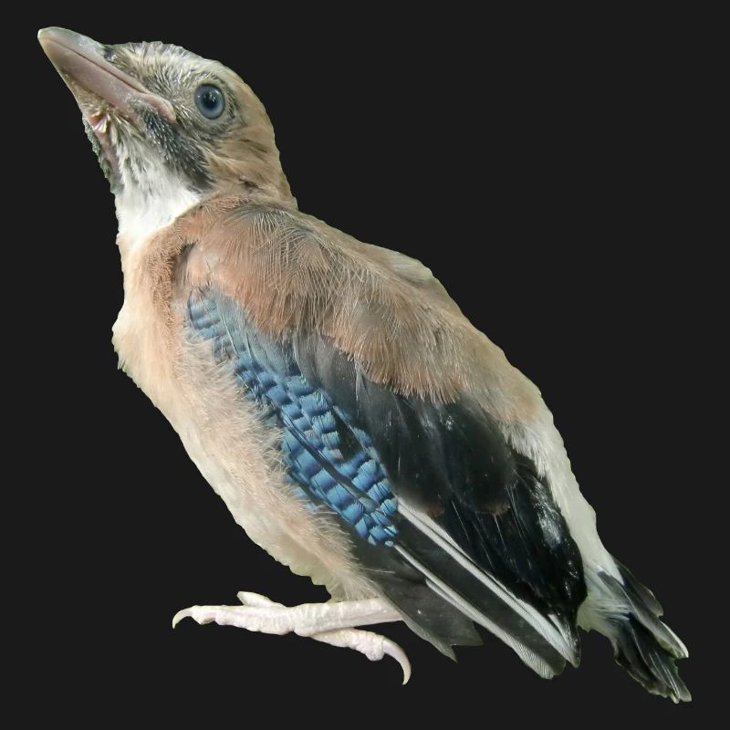 Eichelhäher Jungvogel