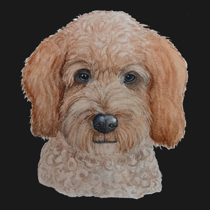 Labradoodle