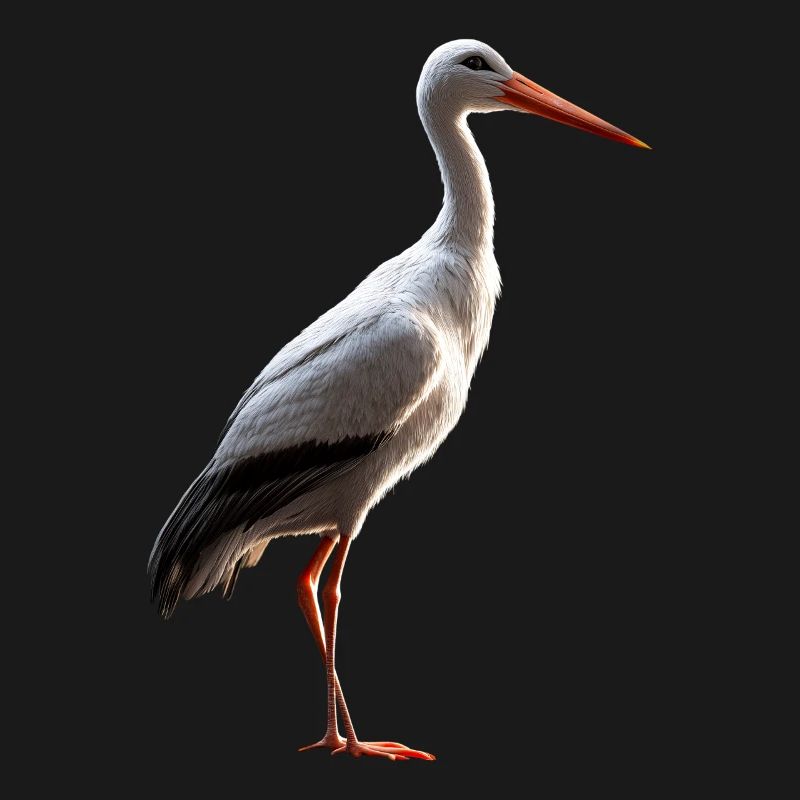 Stork Lover White Stork Giant Stork Storks Storks