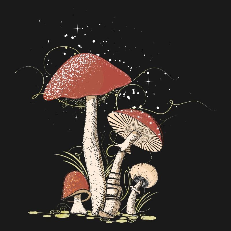 Magical toadstools in the forest illustrated
