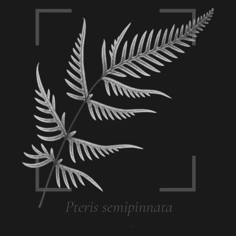 Fern leaf (Pteris semipinnata)