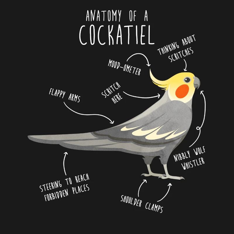 Anatomie de la calopsitte