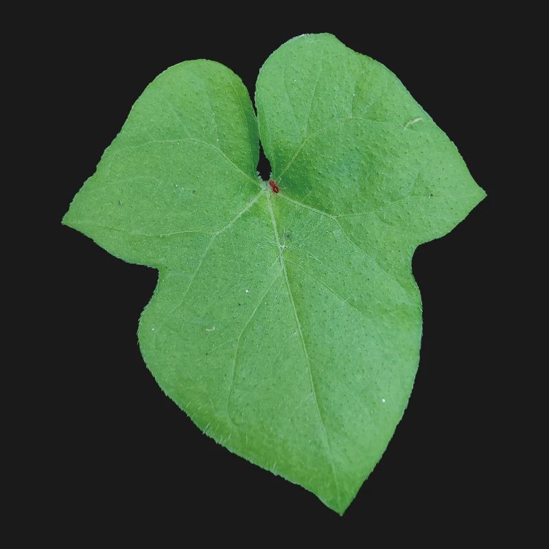 Green_Leaf_-_Tiny_Red_Spider