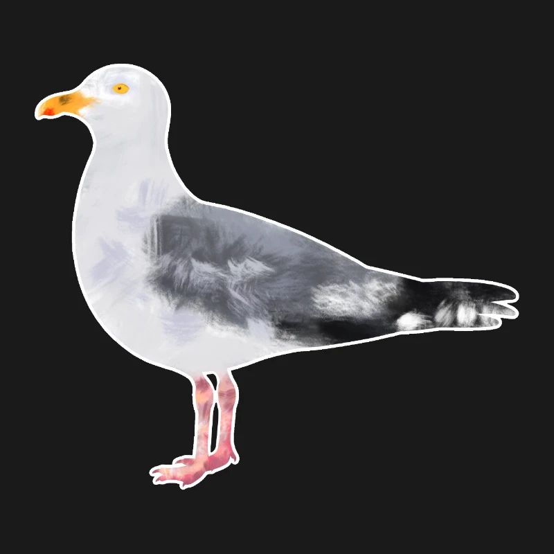 Mouette argentée.1