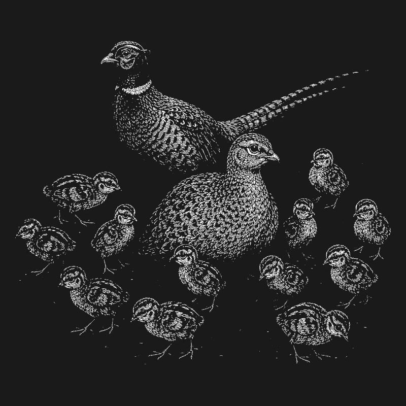 Pheasant