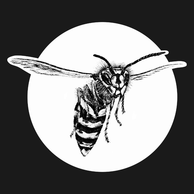 Wasp - Bee - Insect