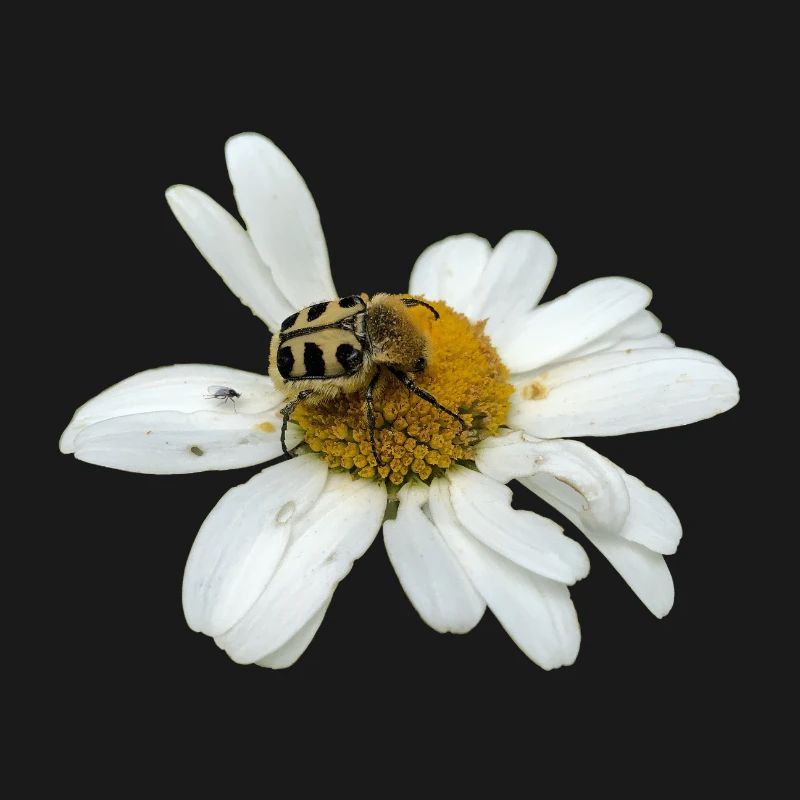 Bee chafer