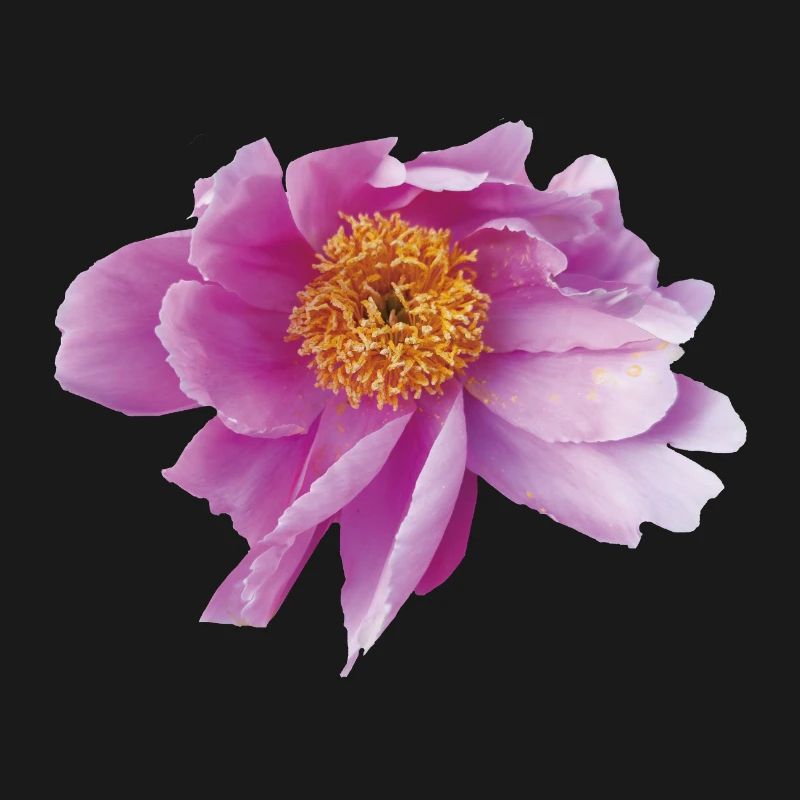 Peony_Dancing_in_Wind