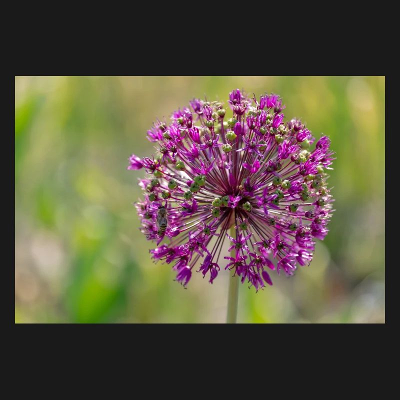 Gros plan d’une fleur violette - Poireau géant