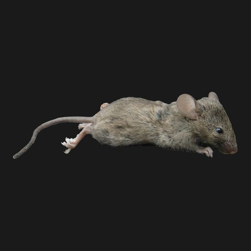 Mouse