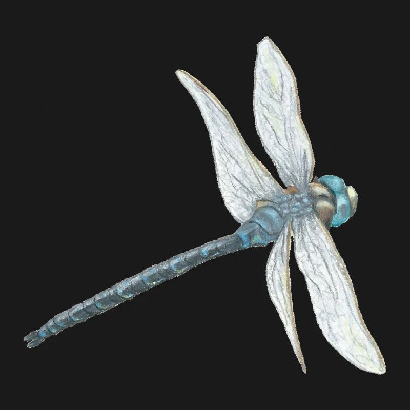 Illustration de libellule sarcelle