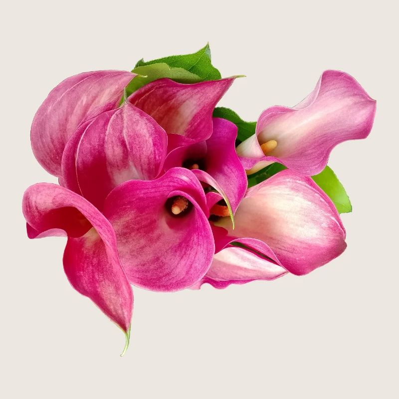 Lys Calla