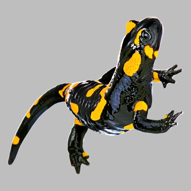 Feuersalamander
