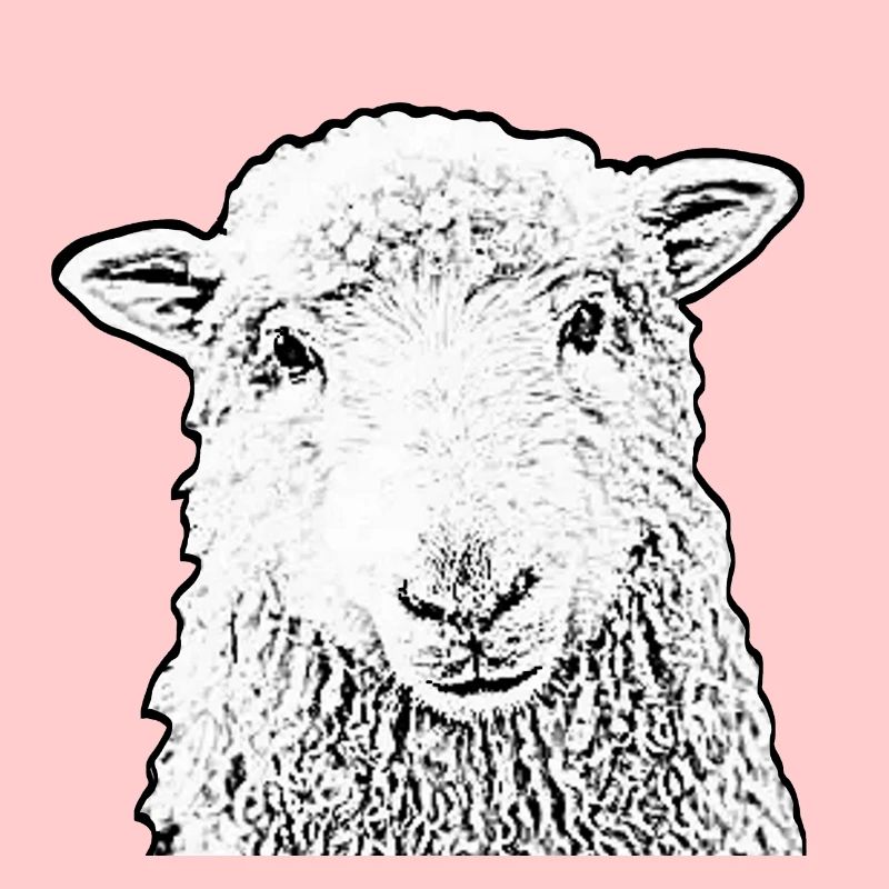 mouton