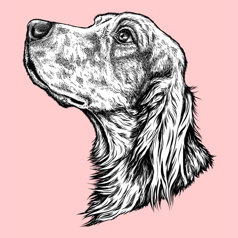 Irish Setter Portrait