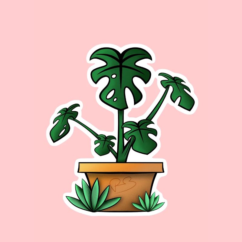 Monstera!