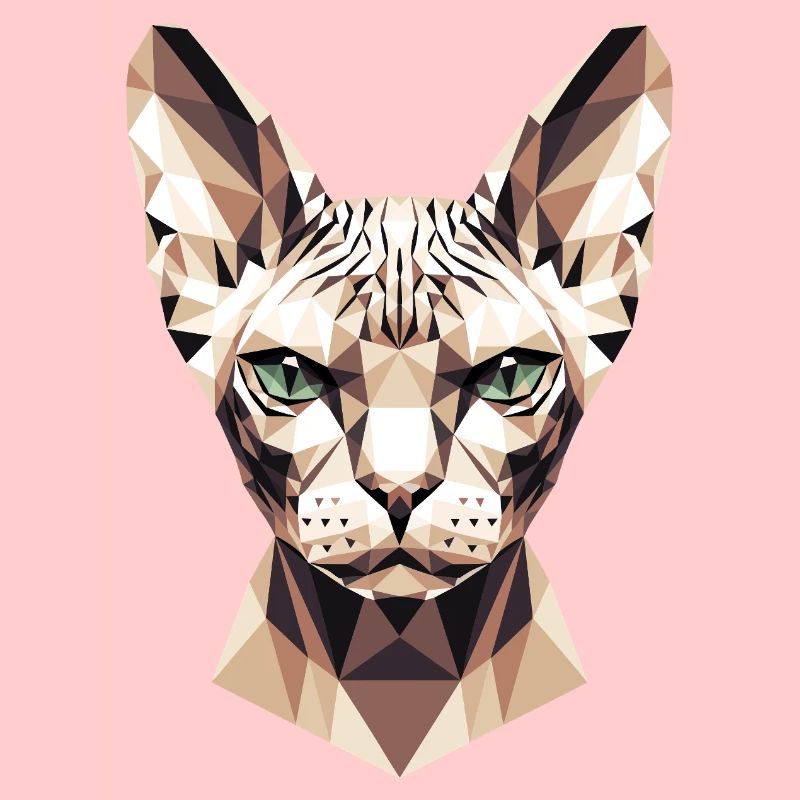 Sphynx Chat Sphynx Chat Chat Canadien Sphinx mignon