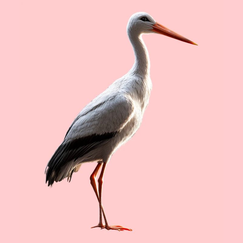 Amoureux des cigognes Cigognes blanches Cigognes géantes Cigognes