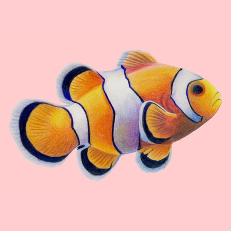 Clownfisch