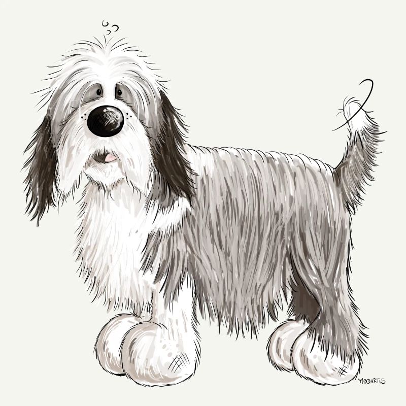 Bearded Collie