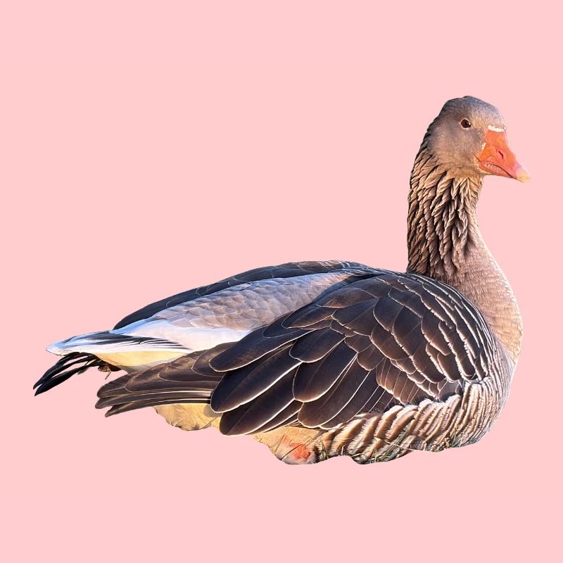 Graugans