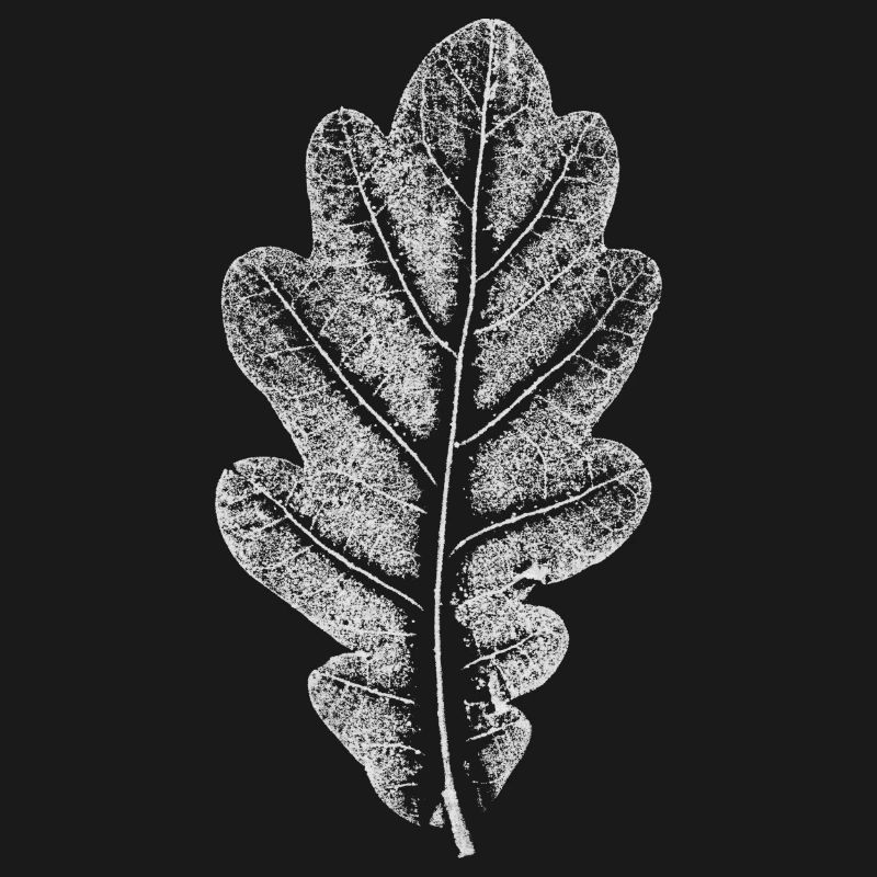 Blatt EICHE / Eichenblatt WEISS