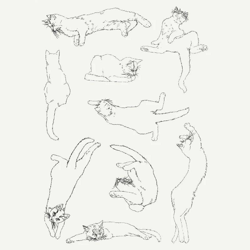 Anatomie du chat