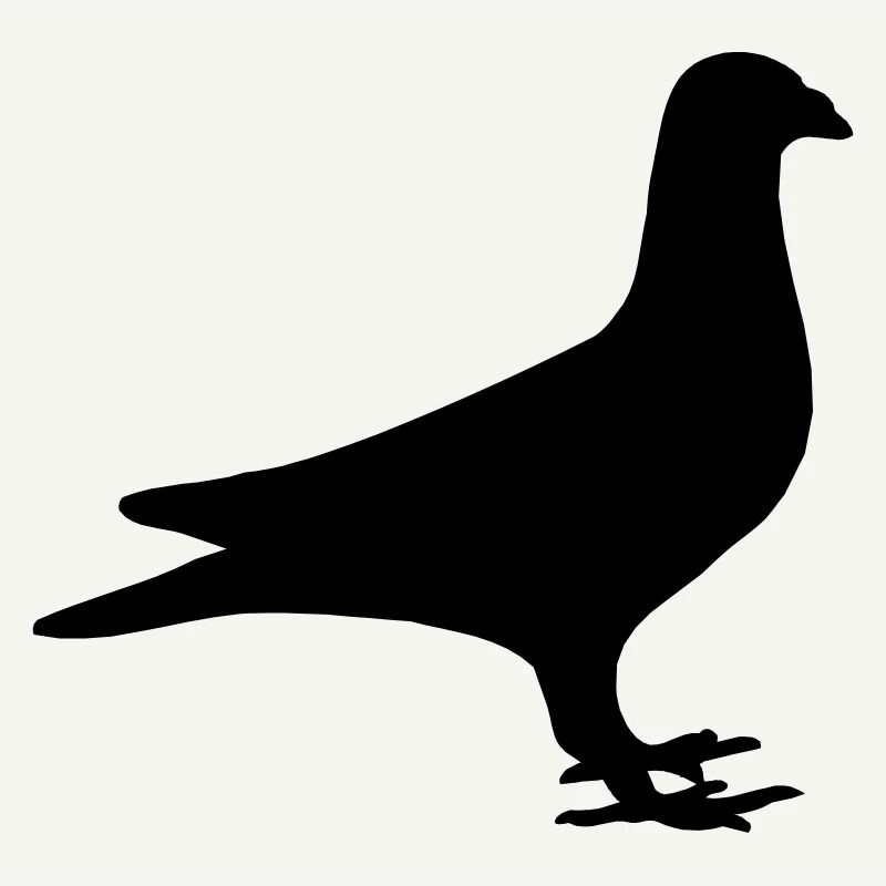 Pigeon, pegéon
