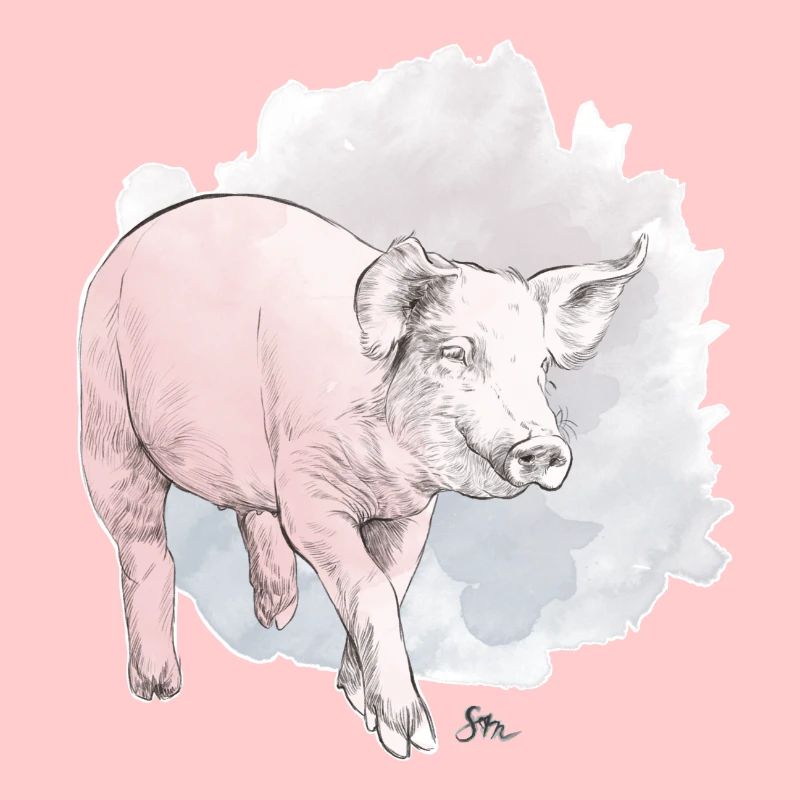 Cochon mignon devant une masse colorée