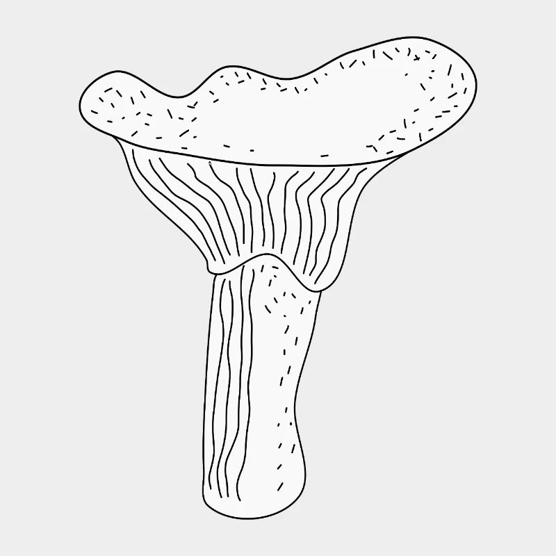 Girolles Champignons