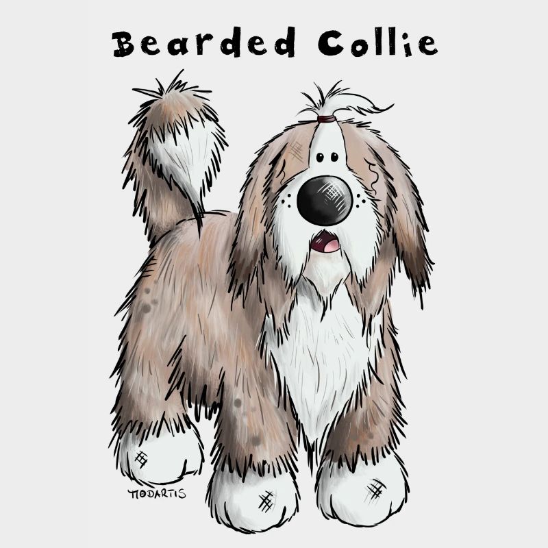 Hier ist der Bearded Collie