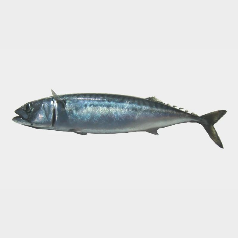 fish mackerel