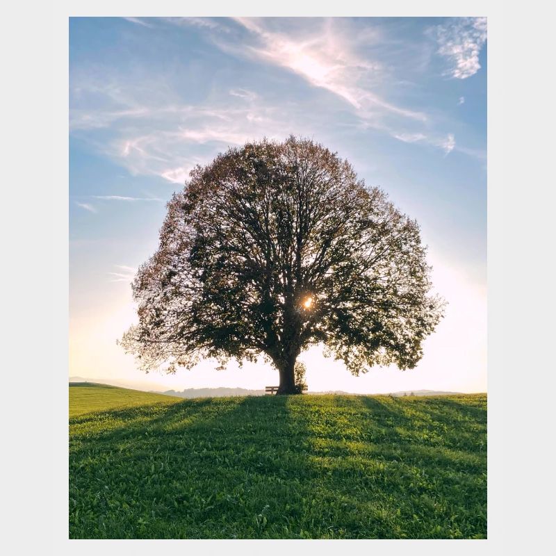 Sun tree on the hill