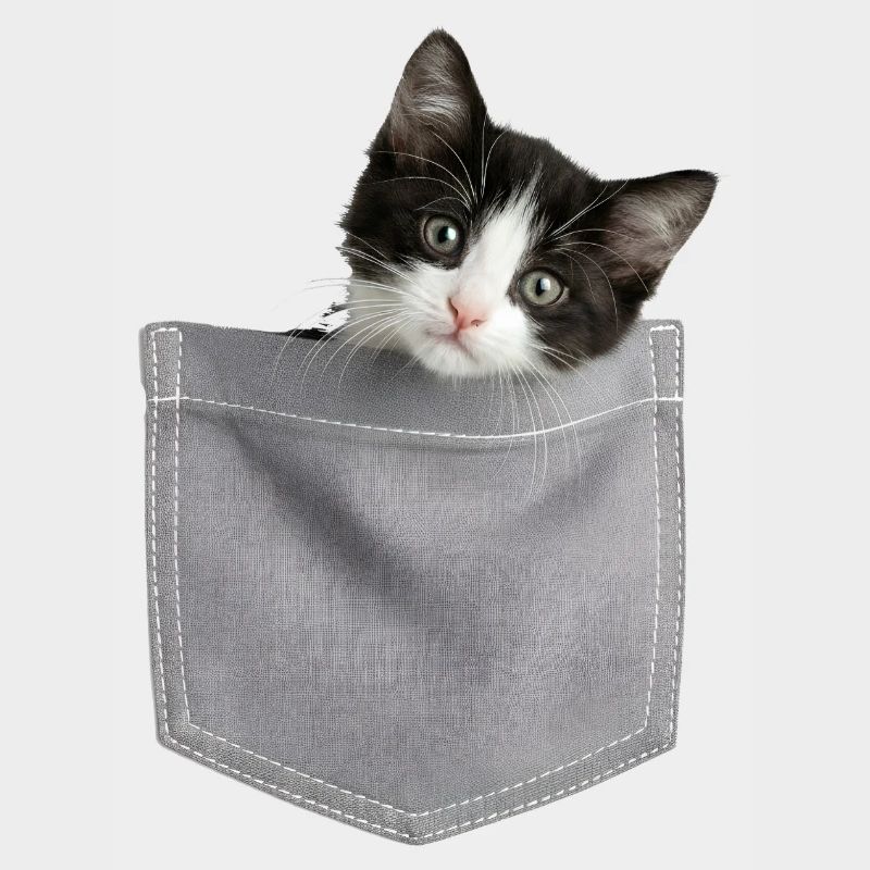 Cat Pocket jette un coup d’œil à un chat mignon dans la poche