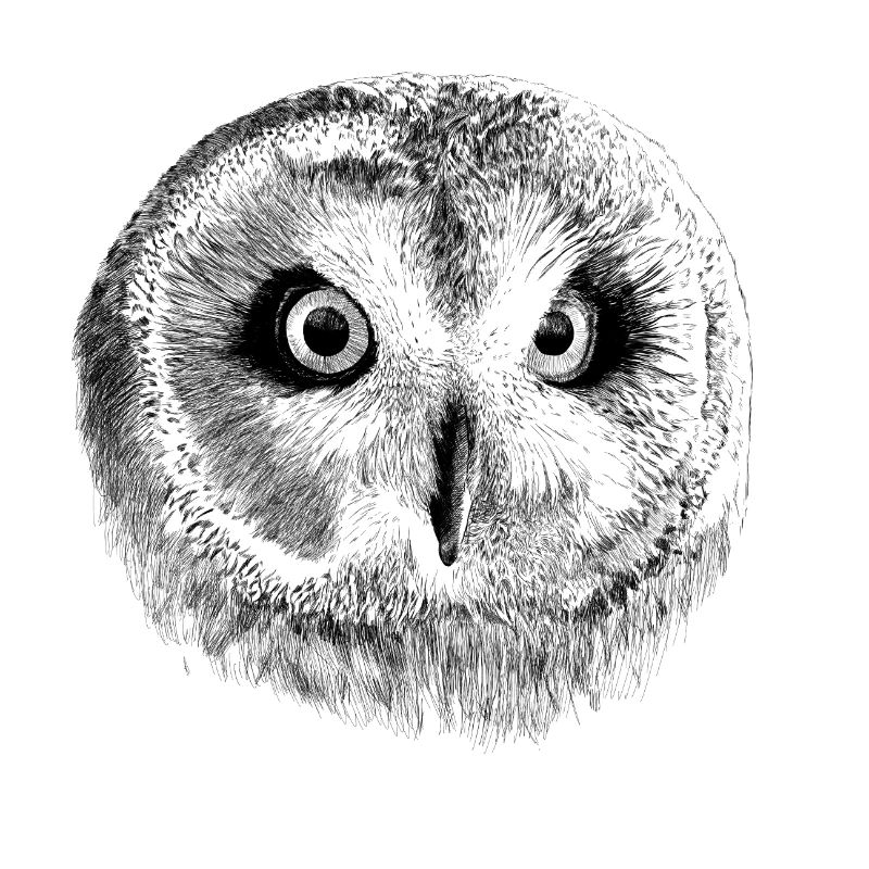 owl