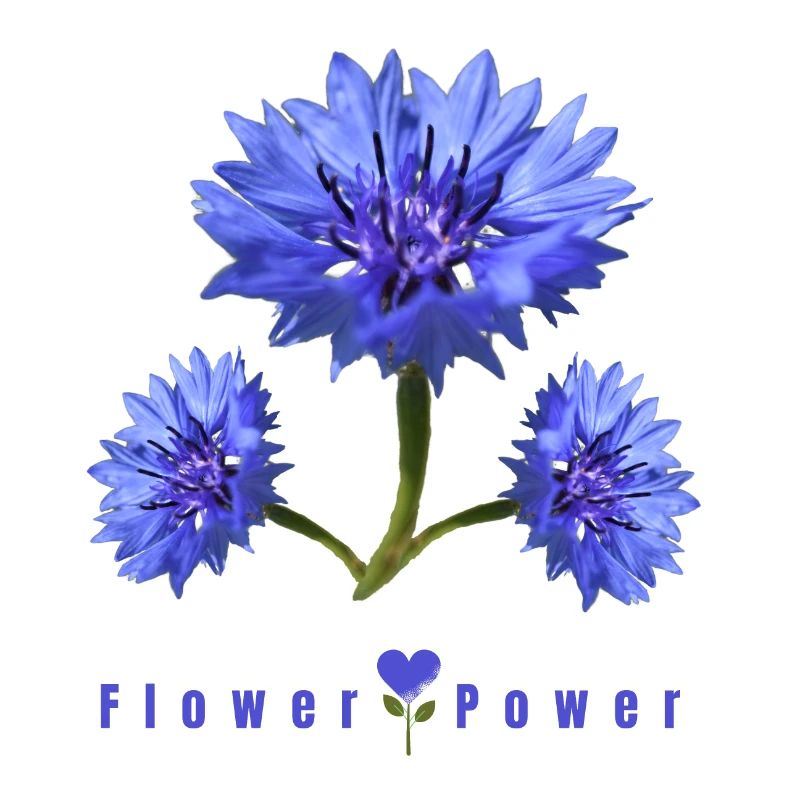Blue Corn Flower Power