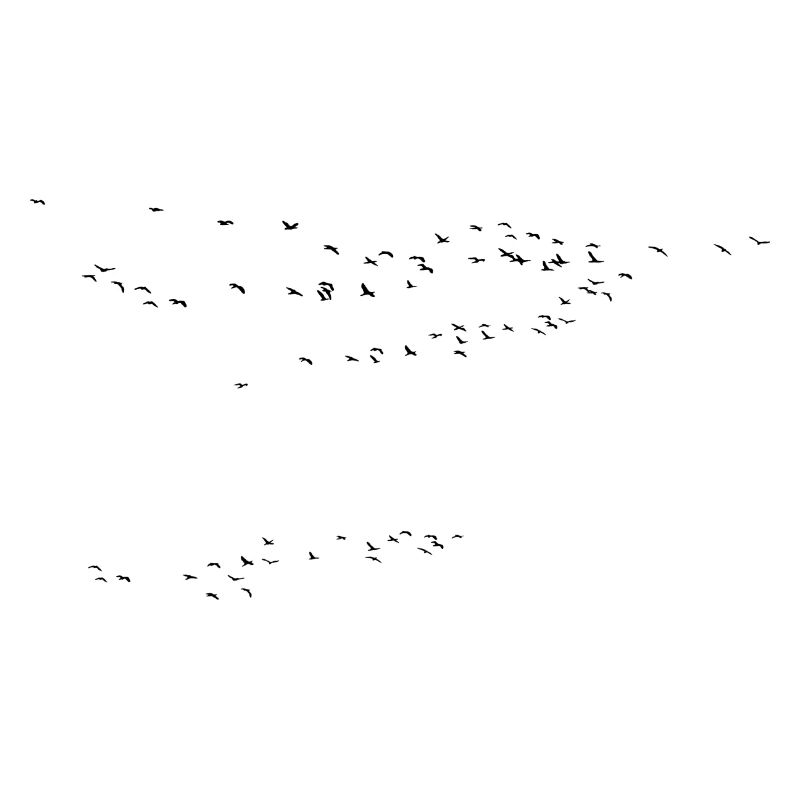Grue grue printemps oiseaux