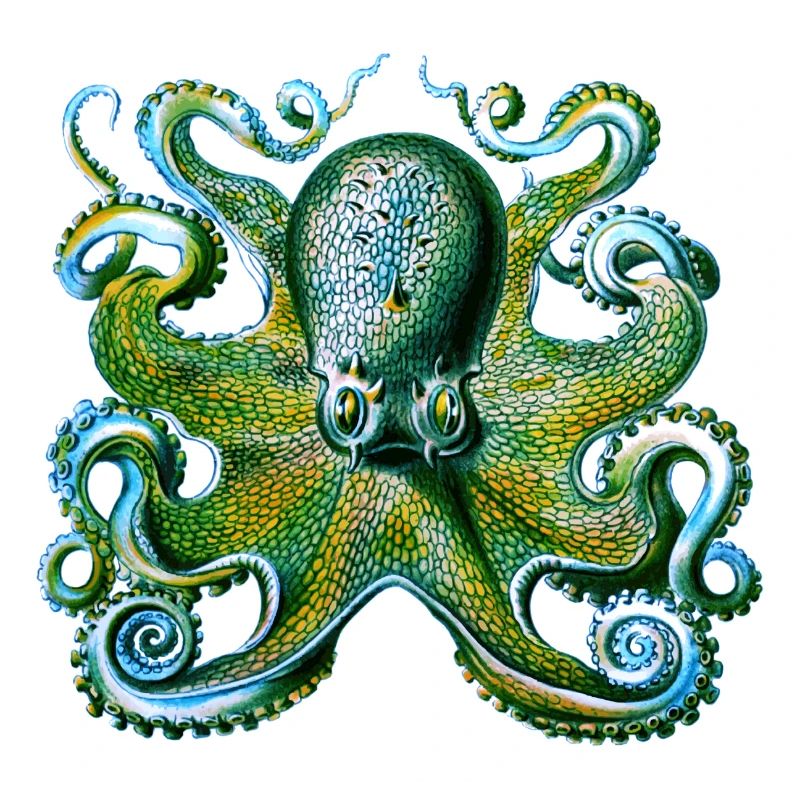 octopus squid tattoo tentacle monster angs