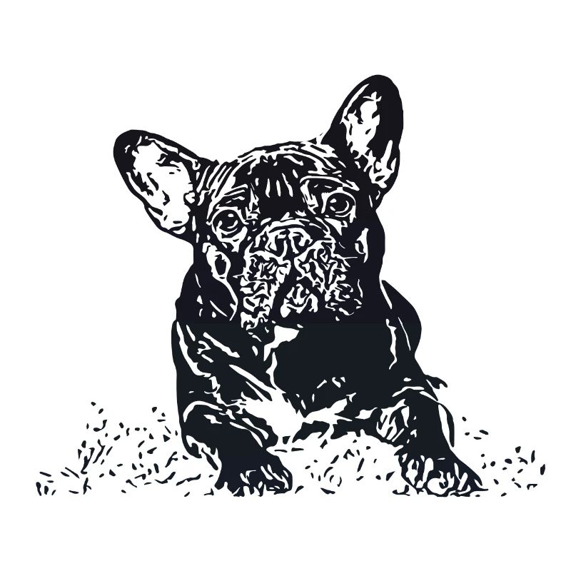 Bouledogue Français