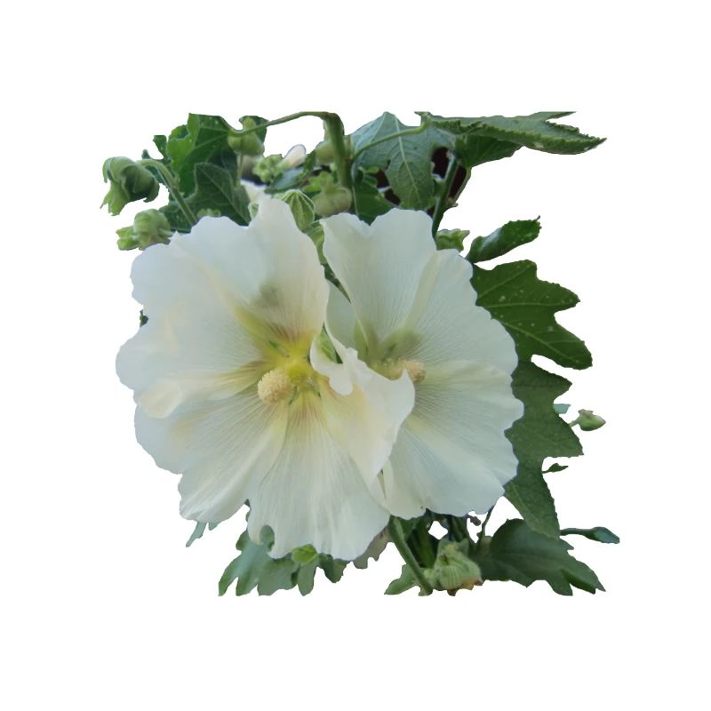 Rose trémière