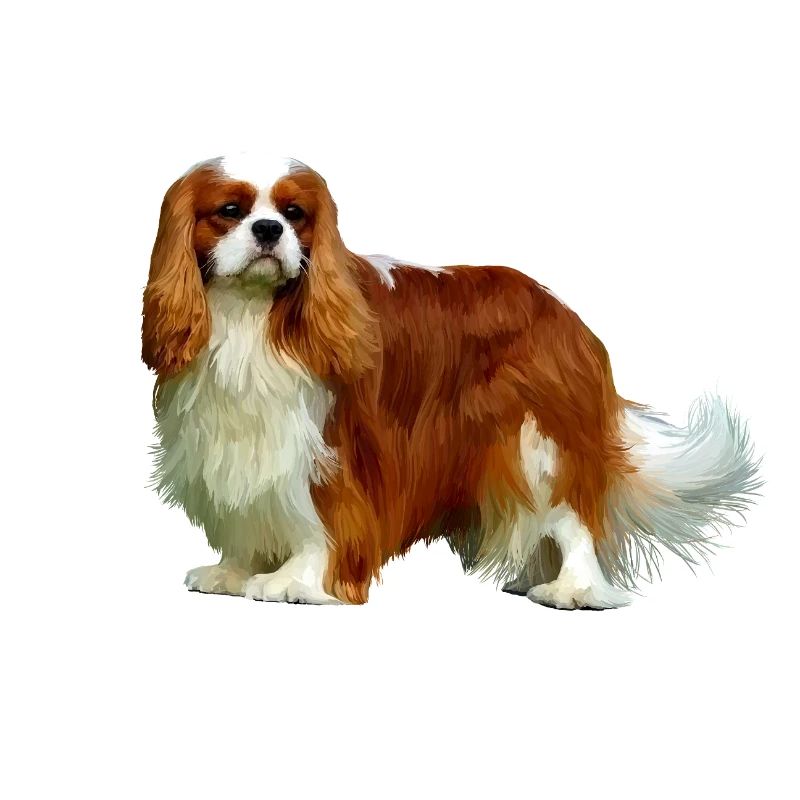 Cavalier King Charles Spaniel