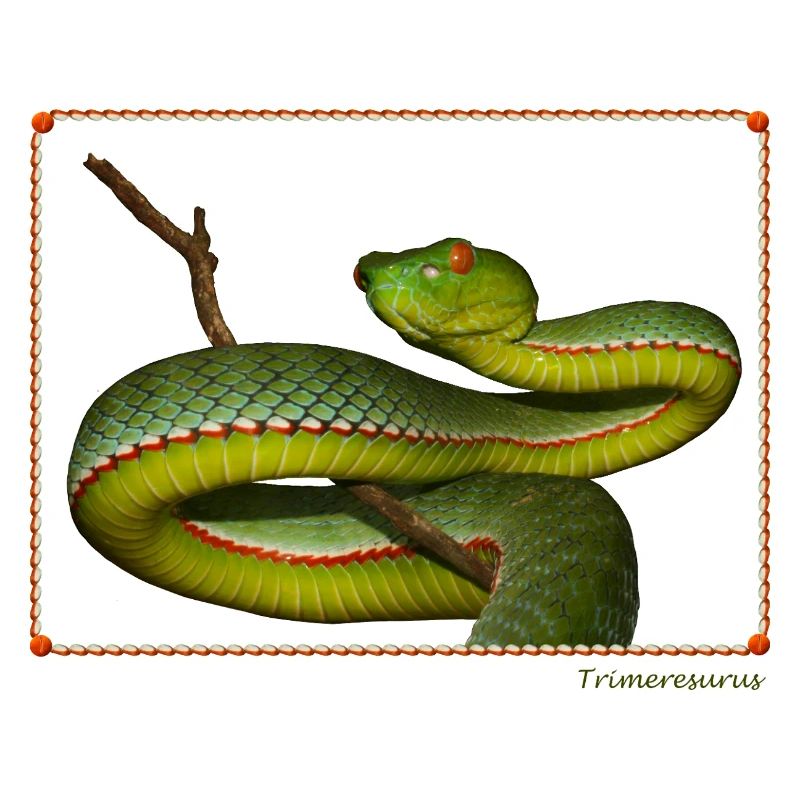 Real Pit Viper - T-shirt vert Pit Viper