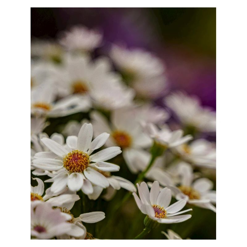 Gänseblümchen Blumen