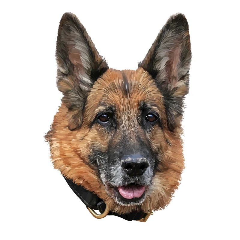 Chien de berger