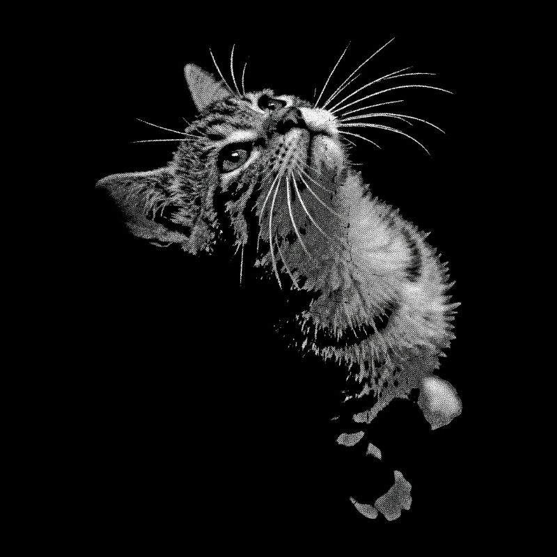 Regard de chat ronronnant en niveaux de gris