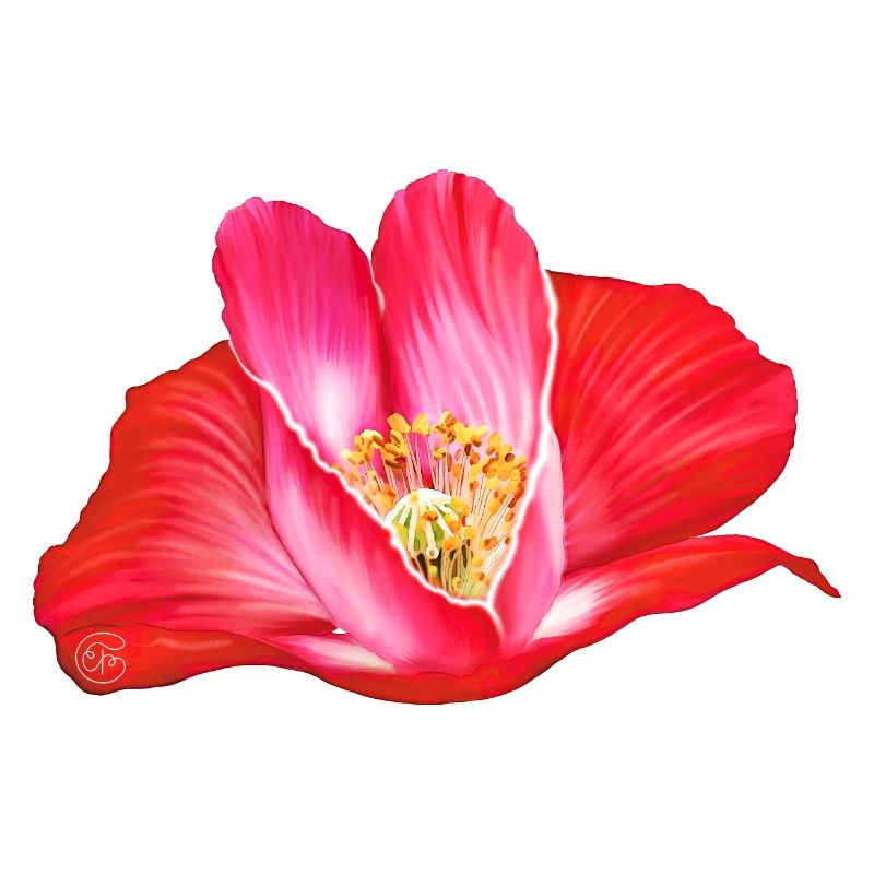 Rote Mohnblume in Herzform