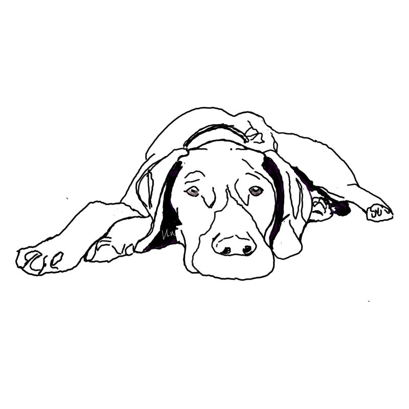 Pointer German Shorthair