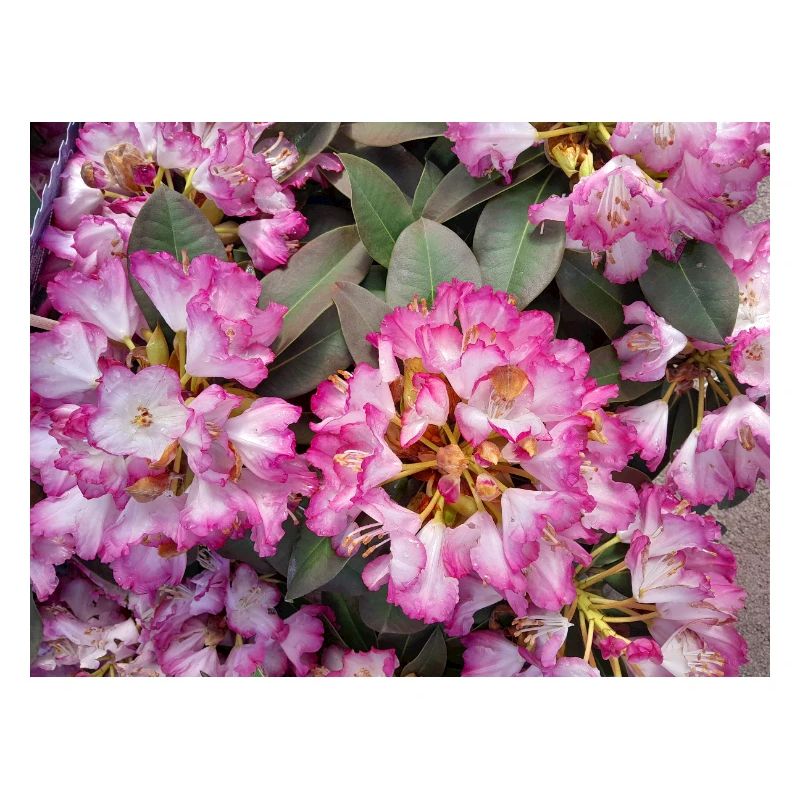 Rhododendron Rose Éclatant