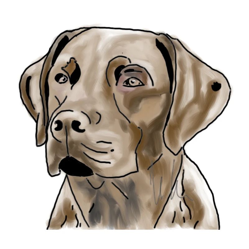 Labrador